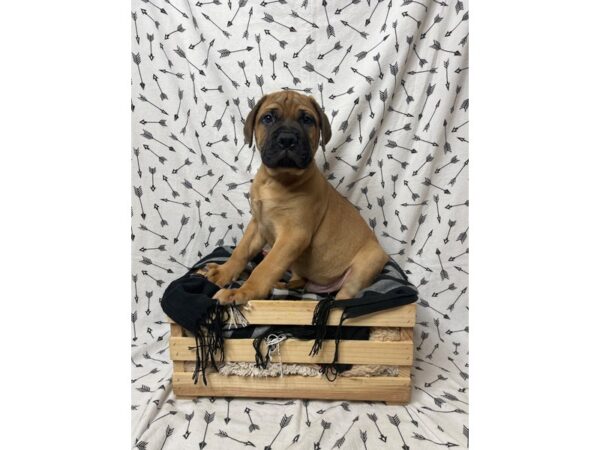 Bullmastiff DOG Male Fawn 17201 Petland Fairfield, Ohio