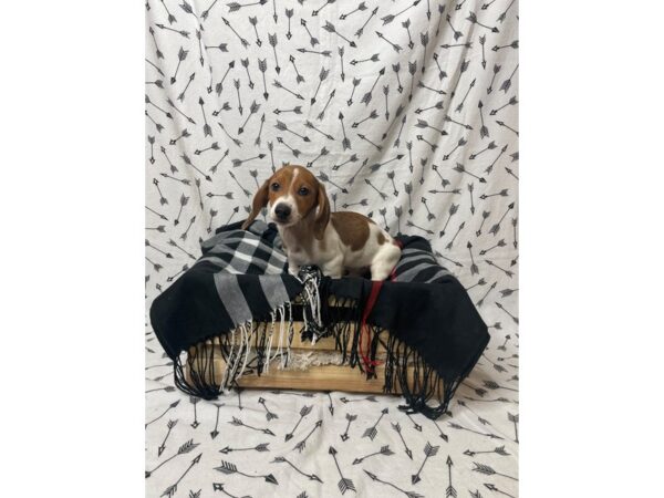 Dachshund-DOG-Male-Brown / White-17208-Petland Fairfield, Ohio