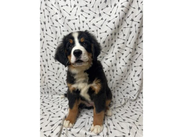 Bernese Mountain Dog DOG Female Black Tri 17206 Petland Fairfield, Ohio