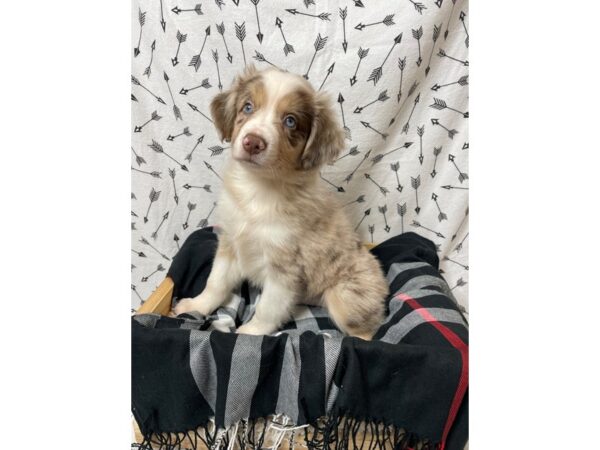 Miniature American Shepherd-DOG-Male-Red Merle-17205-Petland Fairfield, Ohio