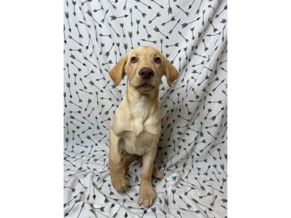 Labrador Retriever DOG Male Yellow 17171 Petland Fairfield, Ohio