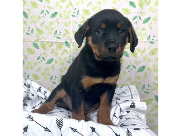 Rottweiler DOG Female Black/Rust 17218 Petland Fairfield, Ohio