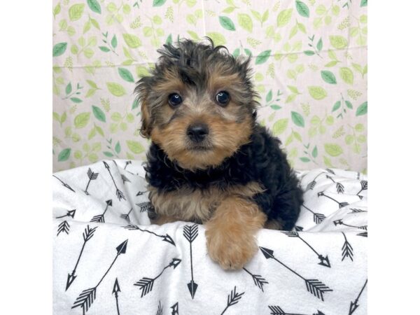 Yorkiepoo DOG Female Black/Tan 17233 Petland Fairfield, Ohio