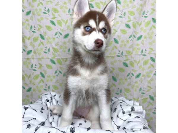 Siberian Husky DOG Female Red/White 17232 Petland Fairfield, Ohio