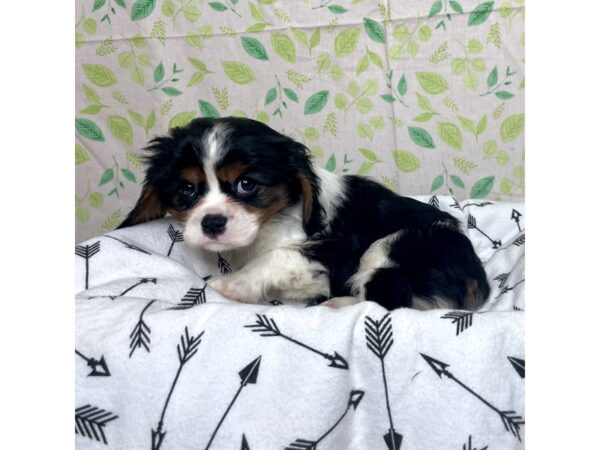 Cavalier King Charles Spaniel DOG Male Black Tan / White 17230 Petland Fairfield, Ohio