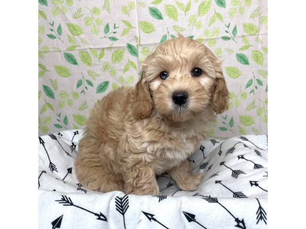 Goldendoodle Mini 2nd Gen DOG Female Cream 17229 Petland Fairfield, Ohio