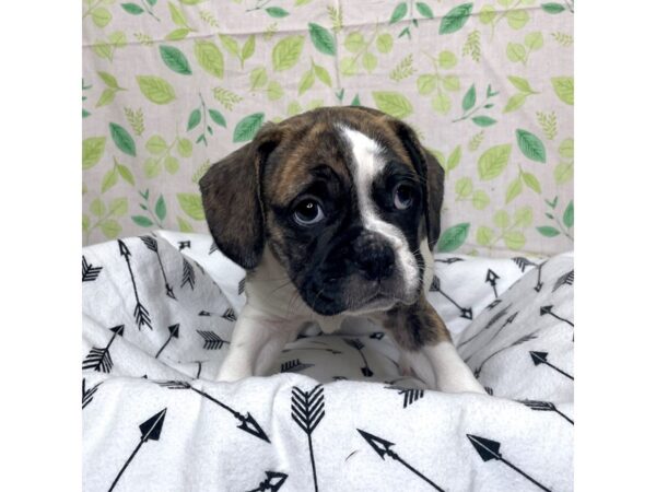 Bulldog DOG Female Brindle / White 17228 Petland Fairfield, Ohio