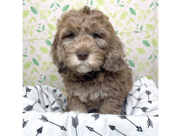 NewfyPoo Mini-DOG-Male-Chocolate Merle-17227-Petland Fairfield, Ohio