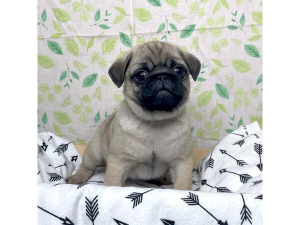 Pug-DOG-Male-Fawn-17226-Petland Fairfield, Ohio