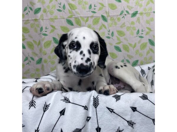 Dalmatian DOG Male 17225 Petland Fairfield, Ohio