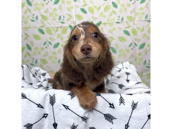 Dachshund DOG Male Isabella 17224 Petland Fairfield, Ohio