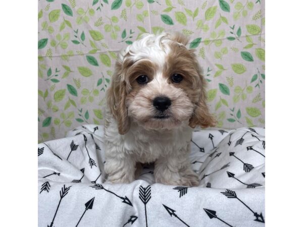 Cock A Poo-DOG-Male-White / Apricot-17223-Petland Fairfield, Ohio