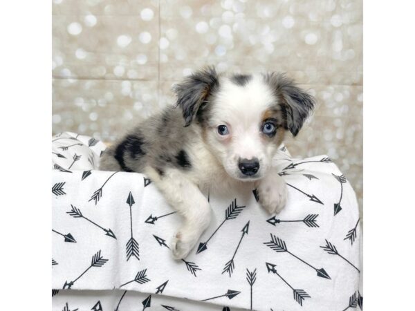 Miniature American Shepherd-DOG-Male-Blue Merle-17242-Petland Fairfield, Ohio