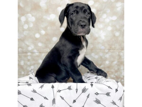 Cane Corso-DOG-Male-Black-17240-Petland Fairfield, Ohio