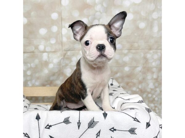 Boston Terrier DOG Female Brindle / White 17239 Petland Fairfield, Ohio