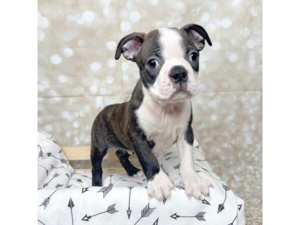 Boston Terrier DOG Male Brindle / White 17238 Petland Fairfield, Ohio