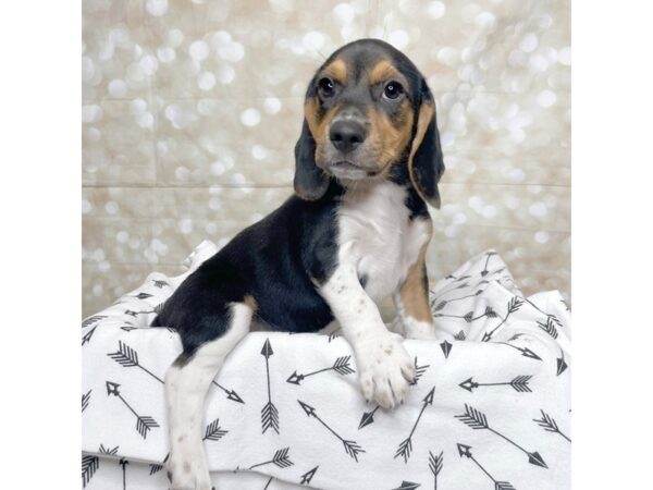 Beagle DOG Male Tri-Colored 17237 Petland Fairfield, Ohio