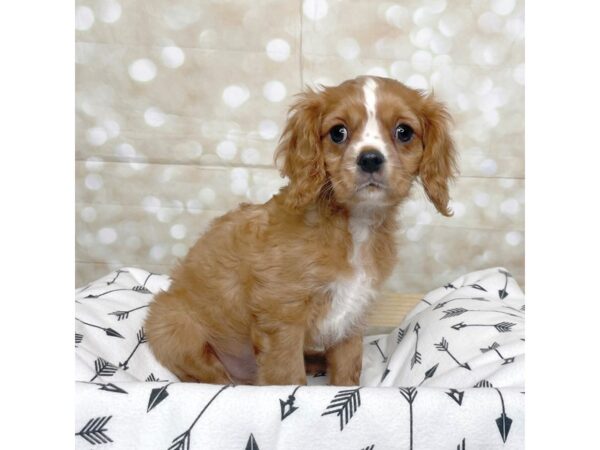 Cavalier King Charles Spaniel DOG Male Ruby 17235 Petland Fairfield, Ohio