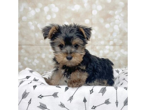 Yorkshire Terrier DOG Male Black / Tan 17234 Petland Fairfield, Ohio