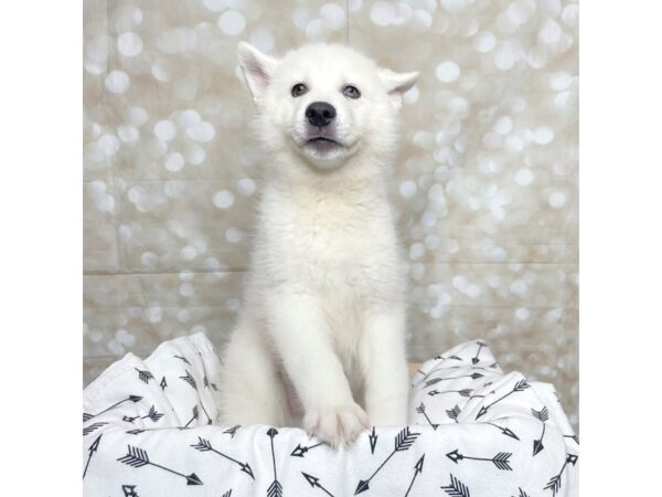 Siberian Husky DOG Male White 17231 Petland Fairfield, Ohio