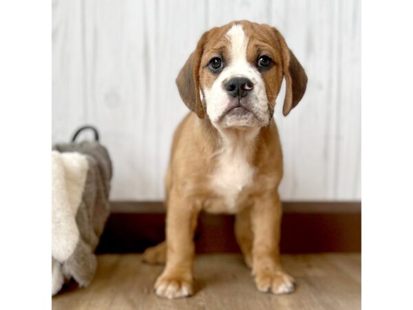 Beabull DOG Male Fawn / White 17272 Petland Fairfield, Ohio