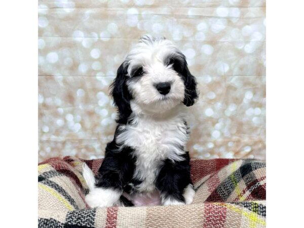 Sheepadoodle Mini-DOG-Female-Black / White-17252-Petland Fairfield, Ohio