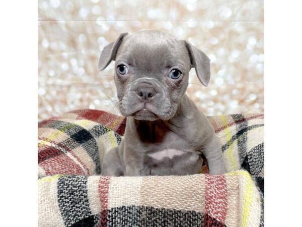 Frenchton DOG Female Blue Brindle 17251 Petland Fairfield, Ohio