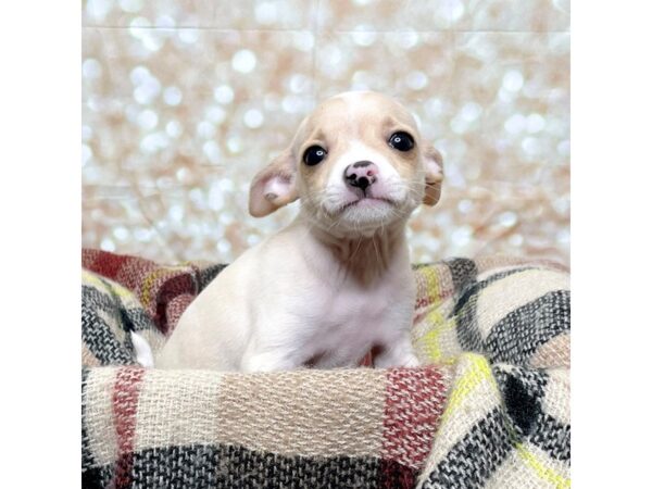 Chihuahua DOG Male Cream/White 17250 Petland Fairfield, Ohio