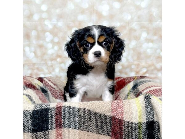 Cavalier King Charles Spaniel DOG Female Black Tri 17249 Petland Fairfield, Ohio