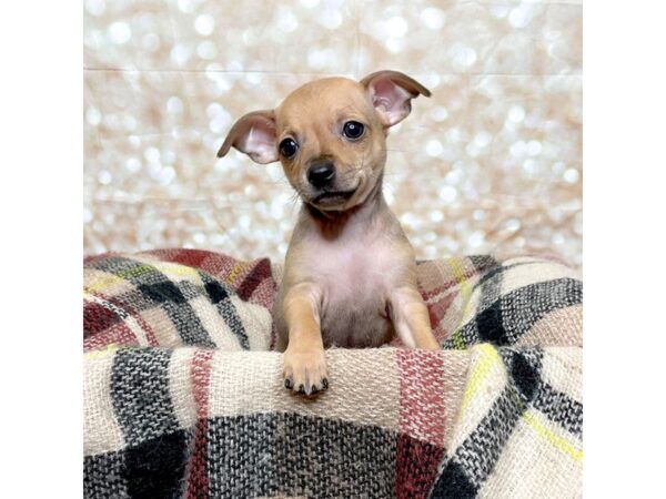 Chihuahua-DOG-Male-Tan-17248-Petland Fairfield, Ohio