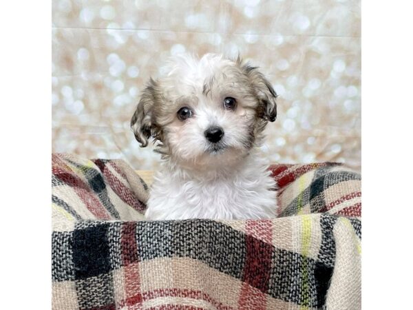 Havanese DOG Male Brown/White 17246 Petland Fairfield, Ohio