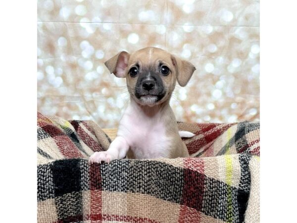 Chihuahua DOG Male Tan/White 17245 Petland Fairfield, Ohio