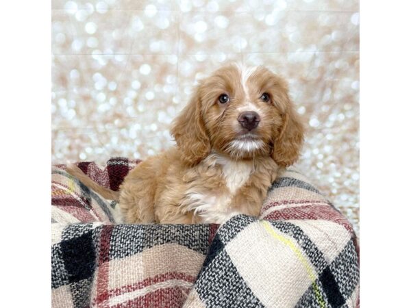 Mini Goldendoodle DOG Male Red/White 17244 Petland Fairfield, Ohio