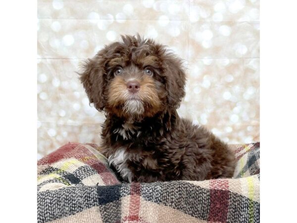 Mini Bernadoodle 2nd Gen-DOG-Male-Chocolate Tri-17243-Petland Fairfield, Ohio