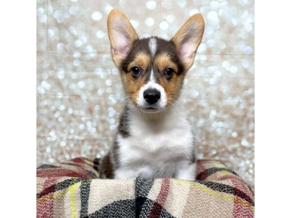 Pembroke Welsh Corgi DOG Male Tri-Colored 17222 Petland Fairfield, Ohio