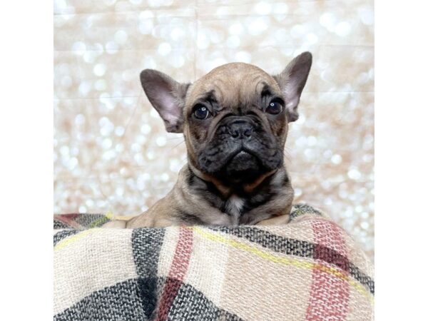 French Bulldog DOG Male Fawn 17221 Petland Fairfield, Ohio