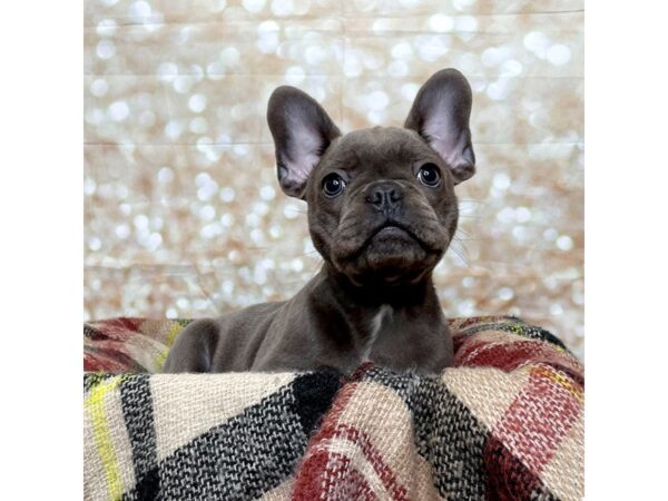 French Bulldog DOG Female Blue 17220 Petland Fairfield, Ohio