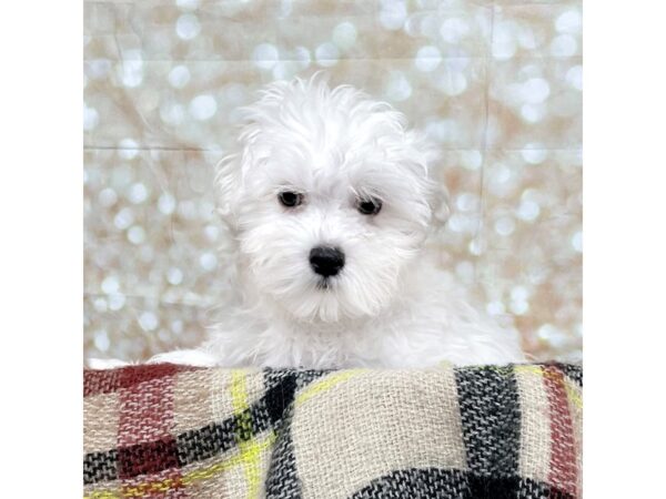 Maltese-DOG-Male-White-17196-Petland Fairfield, Ohio