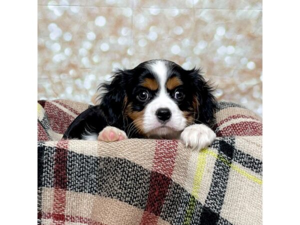 Cavalier King Charles Spaniel DOG Male Black Tri 17247 Petland Fairfield, Ohio