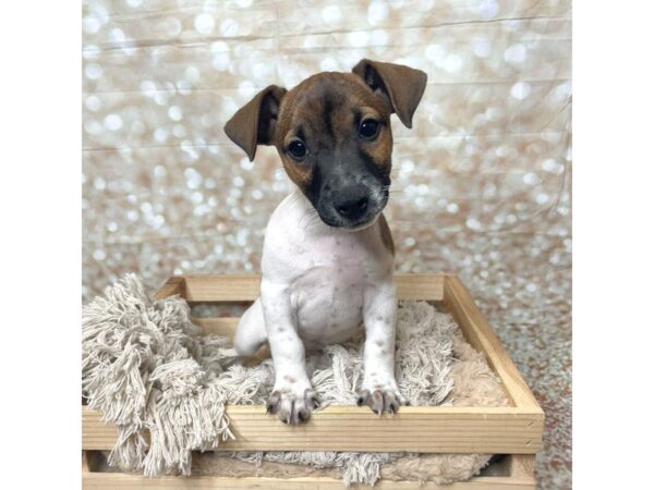 Jack Russell Terrier-DOG-Male-Brown/White-17271-Petland Fairfield, Ohio