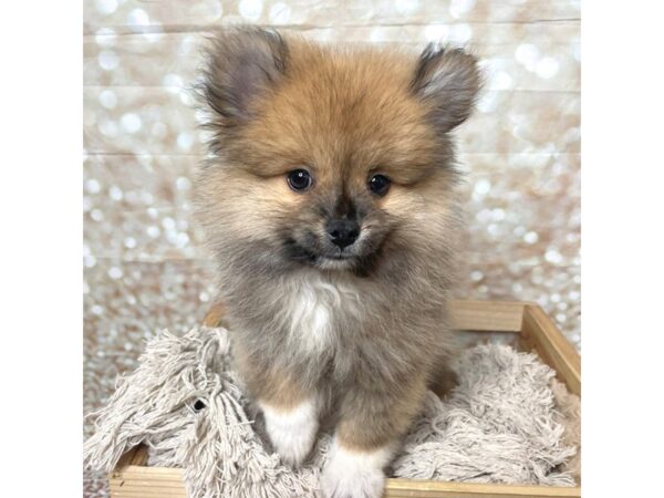 Pomeranian DOG Male Sable 17270 Petland Fairfield, Ohio