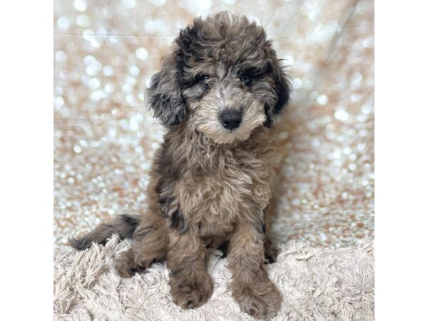 Goldendoodle DOG Female Chocolate Merle 17269 Petland Fairfield, Ohio