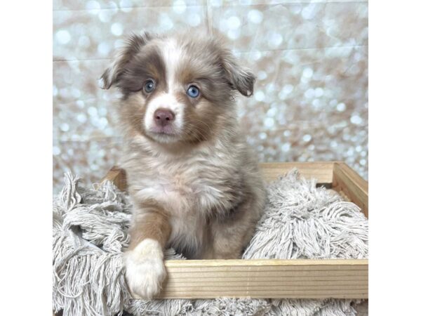 Miniature Australian Shepherd DOG Male Red Merle 17268 Petland Fairfield, Ohio