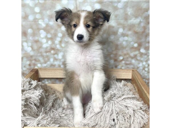 Shetland Sheepdog DOG Male Sable / White 17267 Petland Fairfield, Ohio