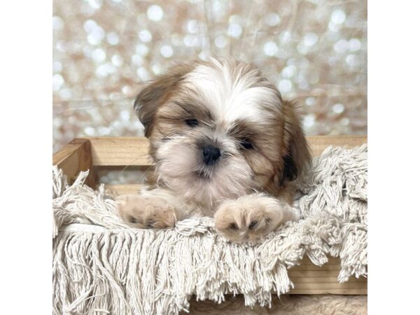 Shih Tzu DOG Male Gold / White 17266 Petland Fairfield, Ohio