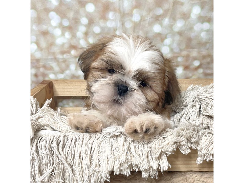 Shih Tzu Puppy Gold / White ID:17266 Located at Petland Fairfield