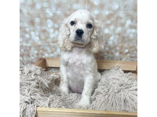 Cocker Spaniel Puppy Buff & White ID:8625 Located at Petland San Antonio, TX