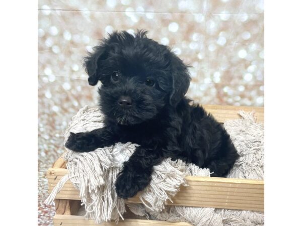 Yorkiepoo DOG Female Black 17264 Petland Fairfield, Ohio