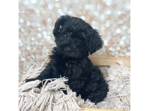 Yorkiepoo DOG Male Black 17263 Petland Fairfield, Ohio