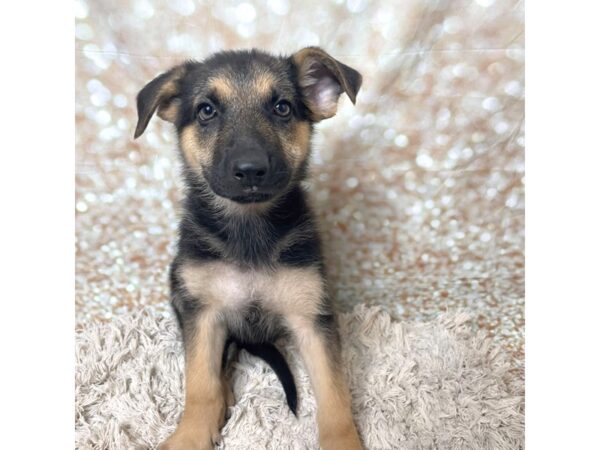 German Shepherd Dog DOG Female Black / Tan 17262 Petland Fairfield, Ohio